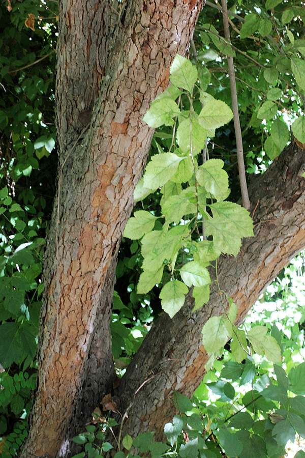 Изображение особи Crataegus canbyi.