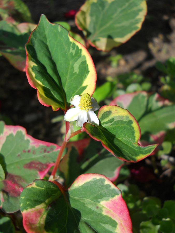 Image of Houttuynia cordata specimen.