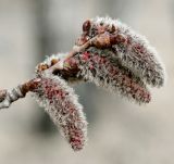 Populus tremula. Распускающиеся мужские соцветия. Московская обл., Раменский р-н, окр. дер. Хрипань, просека под ЛЭП. 20.04.2012.