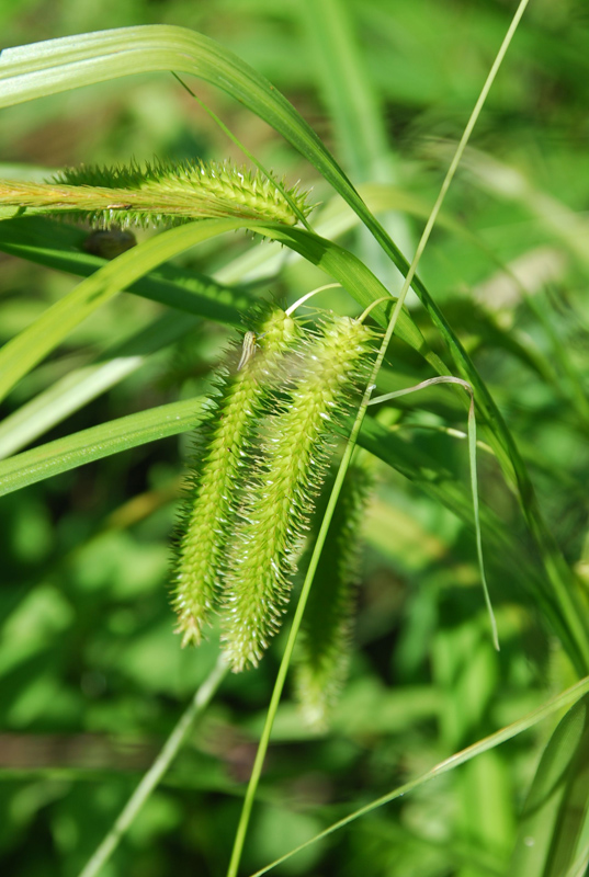 Изображение особи Carex pseudocyperus.