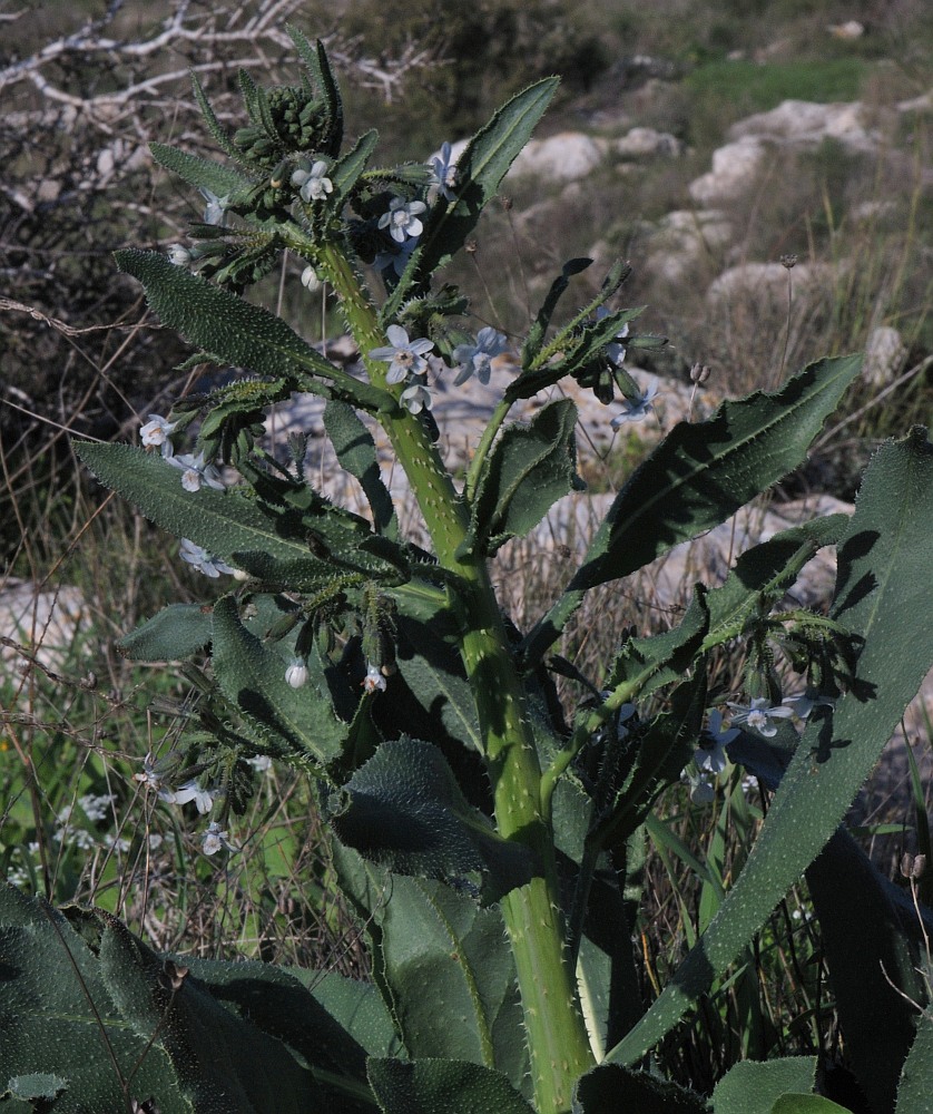 Изображение особи Anchusa strigosa.