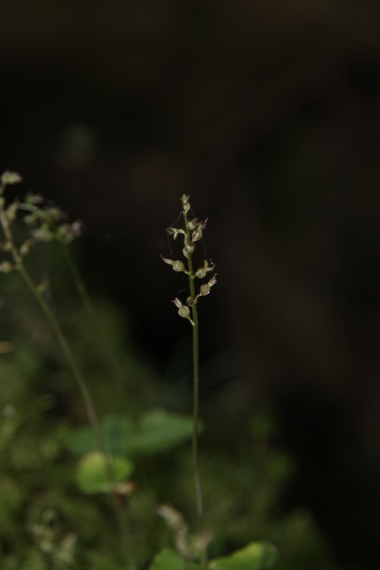 Image of Listera cordata specimen.