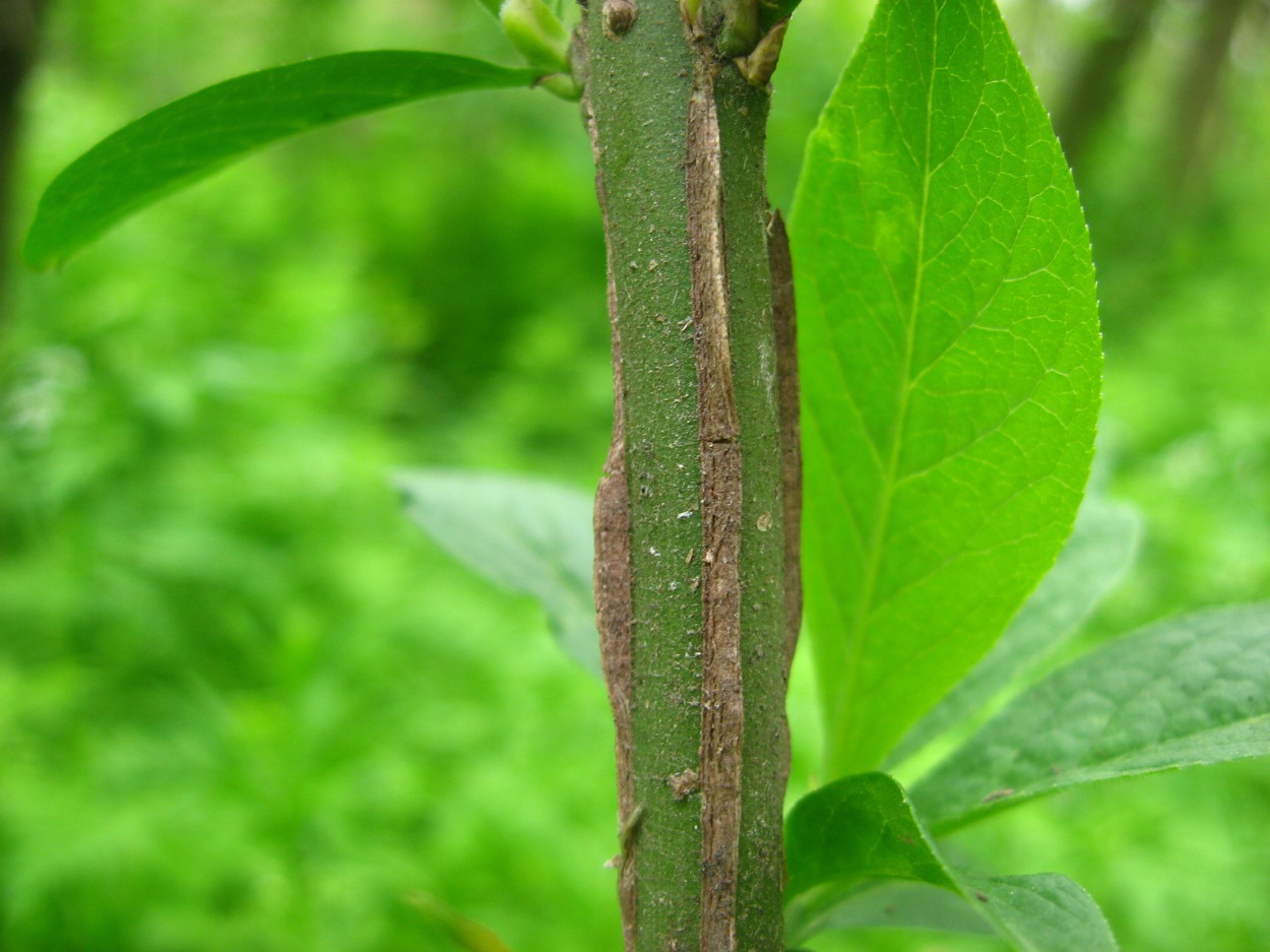 Изображение особи Euonymus europaeus.