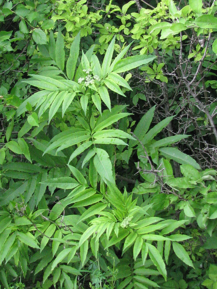 Image of Sambucus ebulus specimen.