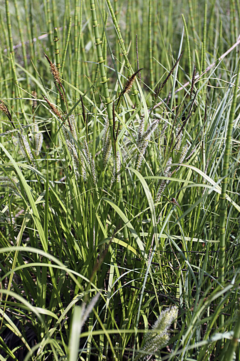 Изображение особи Carex rostrata.