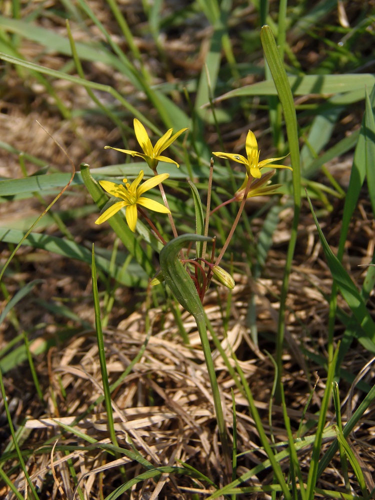 Изображение особи Gagea erubescens.