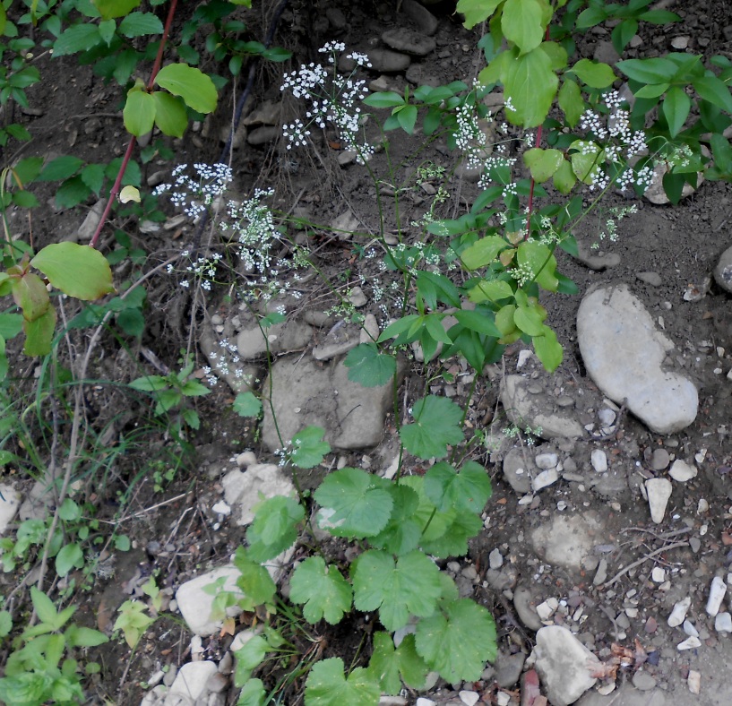 Image of Pimpinella tripartita specimen.