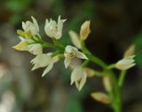 Cephalanthera longifolia. Соцветие. Нагорный Карабах, Мартунинский р-н, окр. дер. Мсмна, опушка широколиственного леса. 06.05.2013.