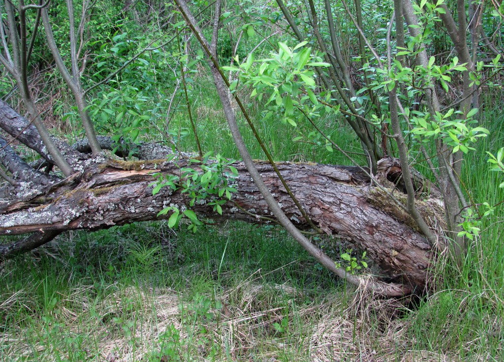 Image of Salix myrsinifolia specimen.