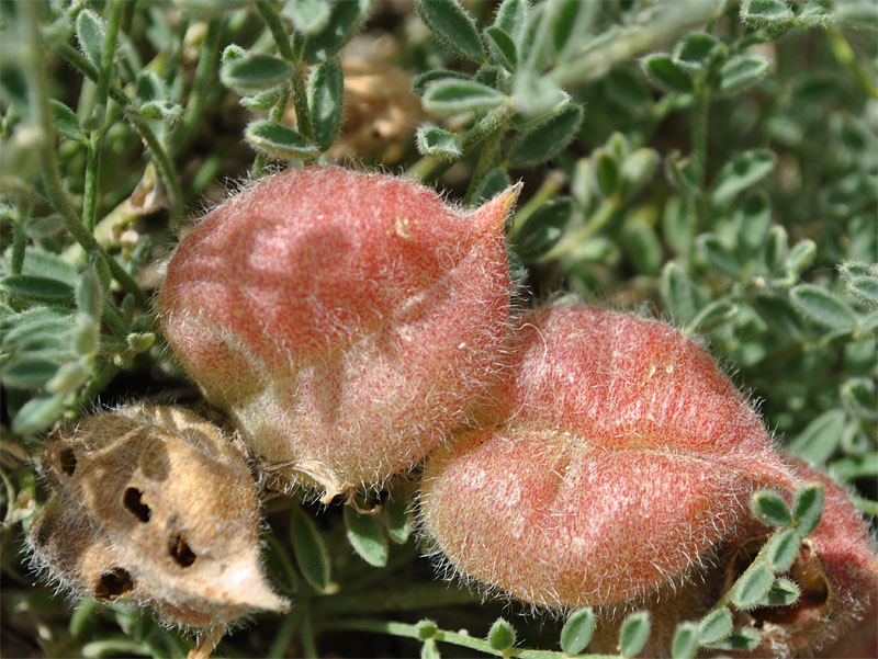 Изображение особи Astragalus biebersteinii.