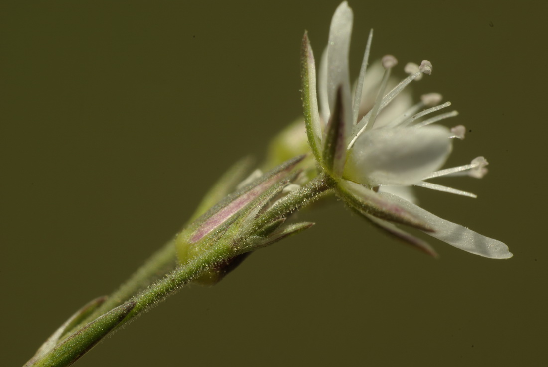 Image of Minuartia adenotricha specimen.