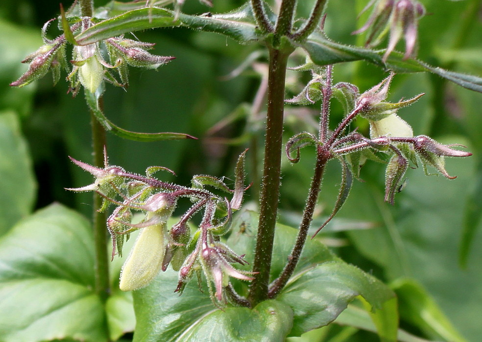 Image of genus Penstemon specimen.