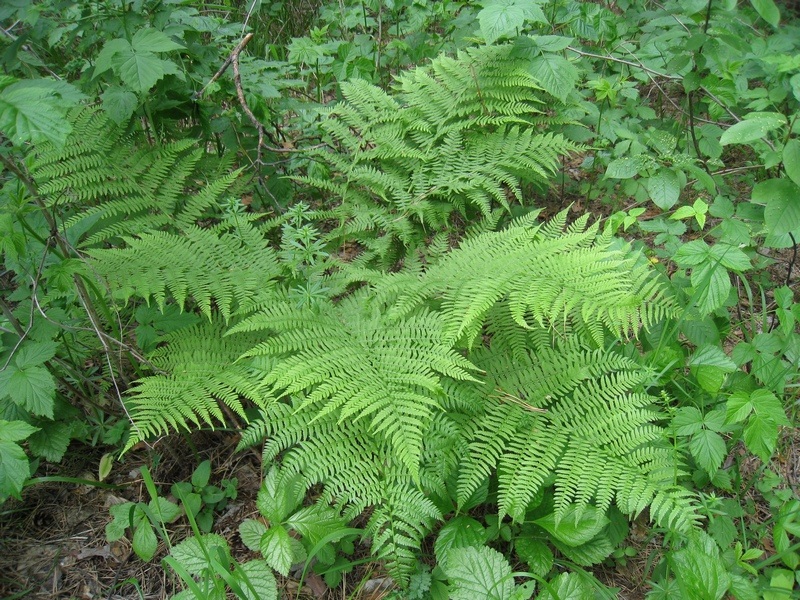 Image of Athyrium filix-femina specimen.