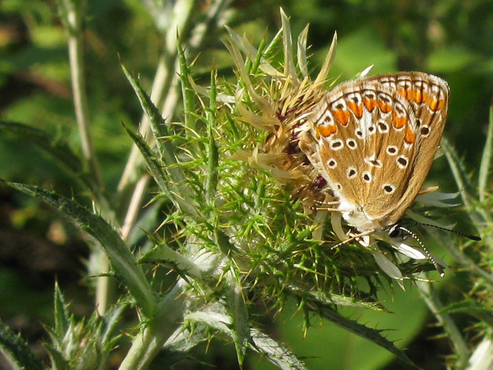 Image of Carlina biebersteinii specimen.