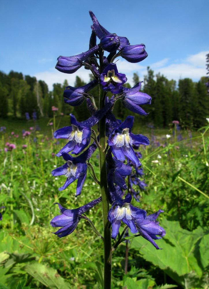 Image of genus Delphinium specimen.