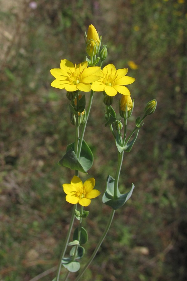 Image of Blackstonia perfoliata specimen.