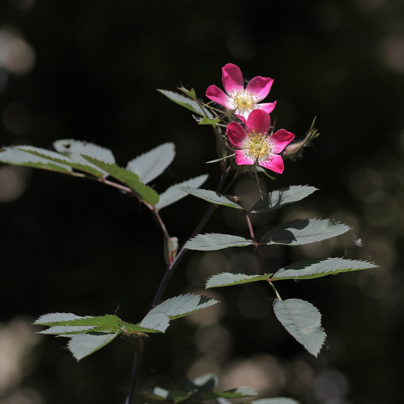 Изображение особи Rosa glauca.