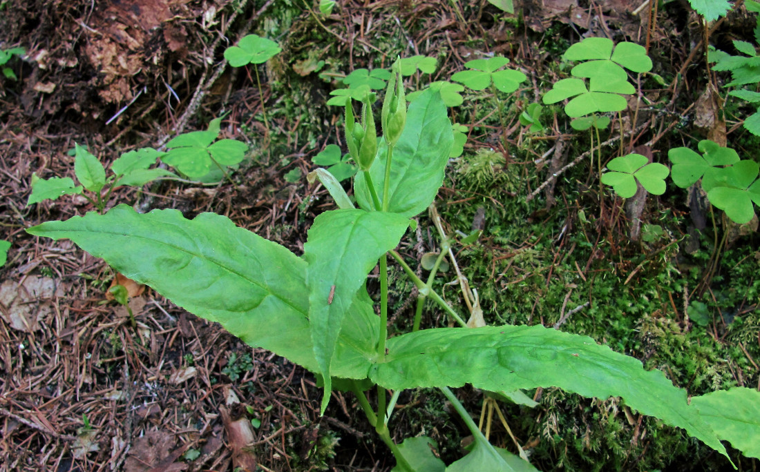 Image of Stellaria bungeana specimen.