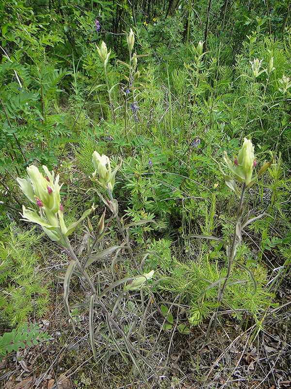 Image of Castilleja pallida specimen.