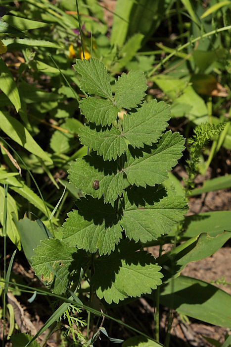 Image of Pimpinella saxifraga specimen.