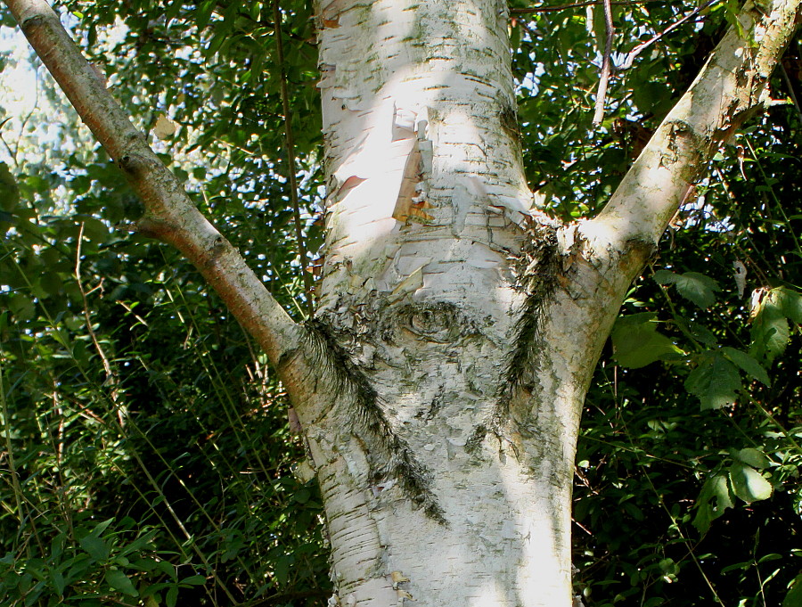 Image of Betula ermanii specimen.