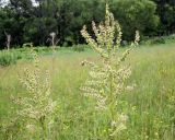 Veratrum grandiflorum