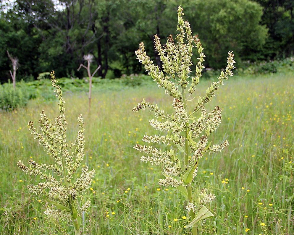 Image of Veratrum grandiflorum specimen.