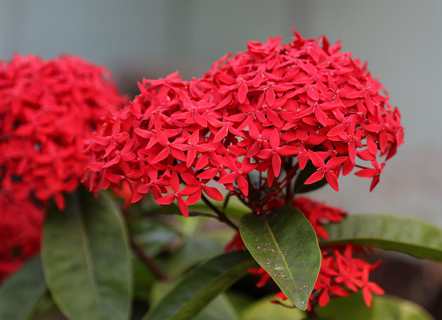 Image of Ixora coccinea specimen.