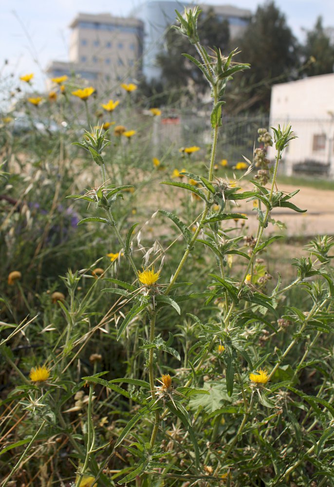 Image of Centaurea procurrens specimen.