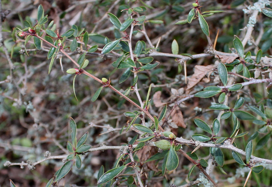 Image of Berberis microphylla specimen.