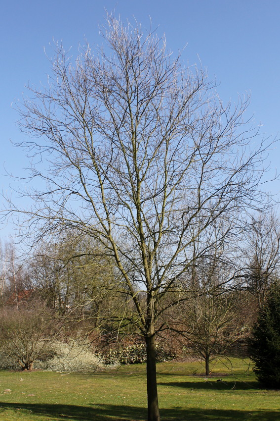 Image of Carya glabra specimen.