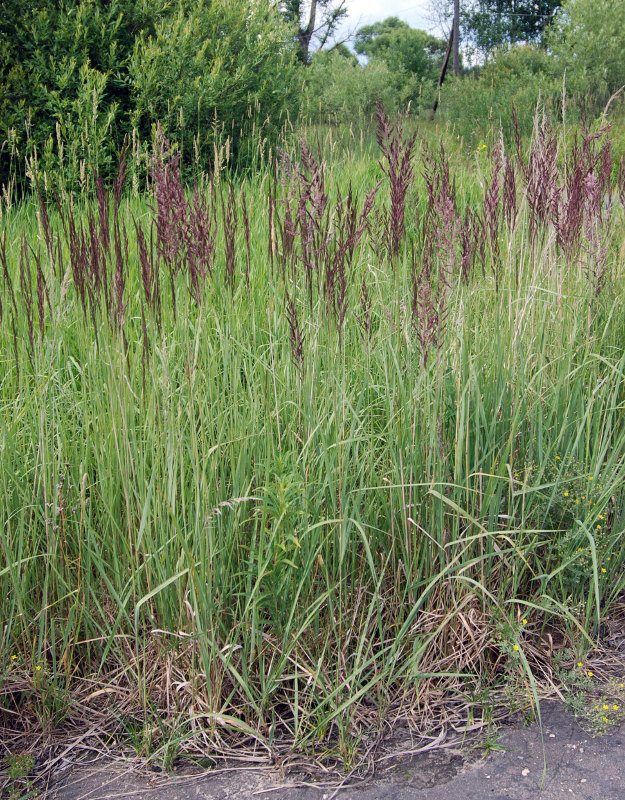 Изображение особи Calamagrostis epigeios.