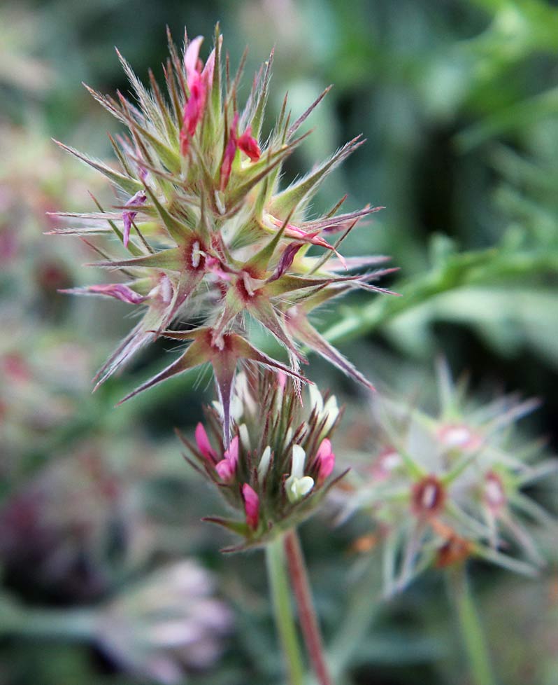 Image of Trifolium stellatum specimen.