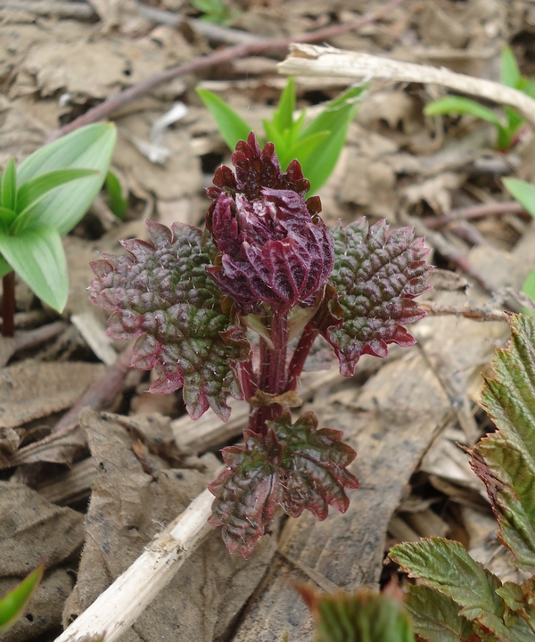 Изображение особи Urtica platyphylla.