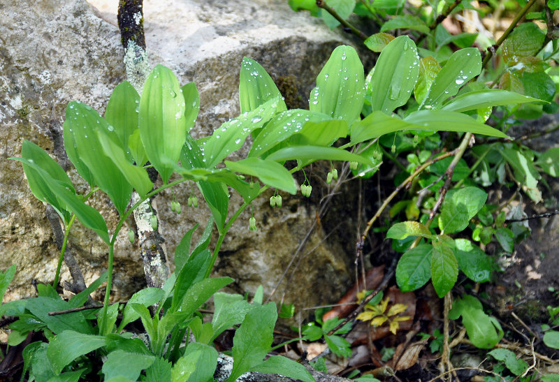 Image of Polygonatum orientale specimen.