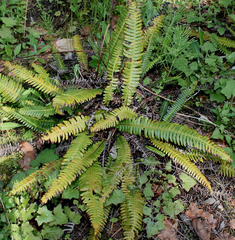 Image of Blechnum spicant specimen.