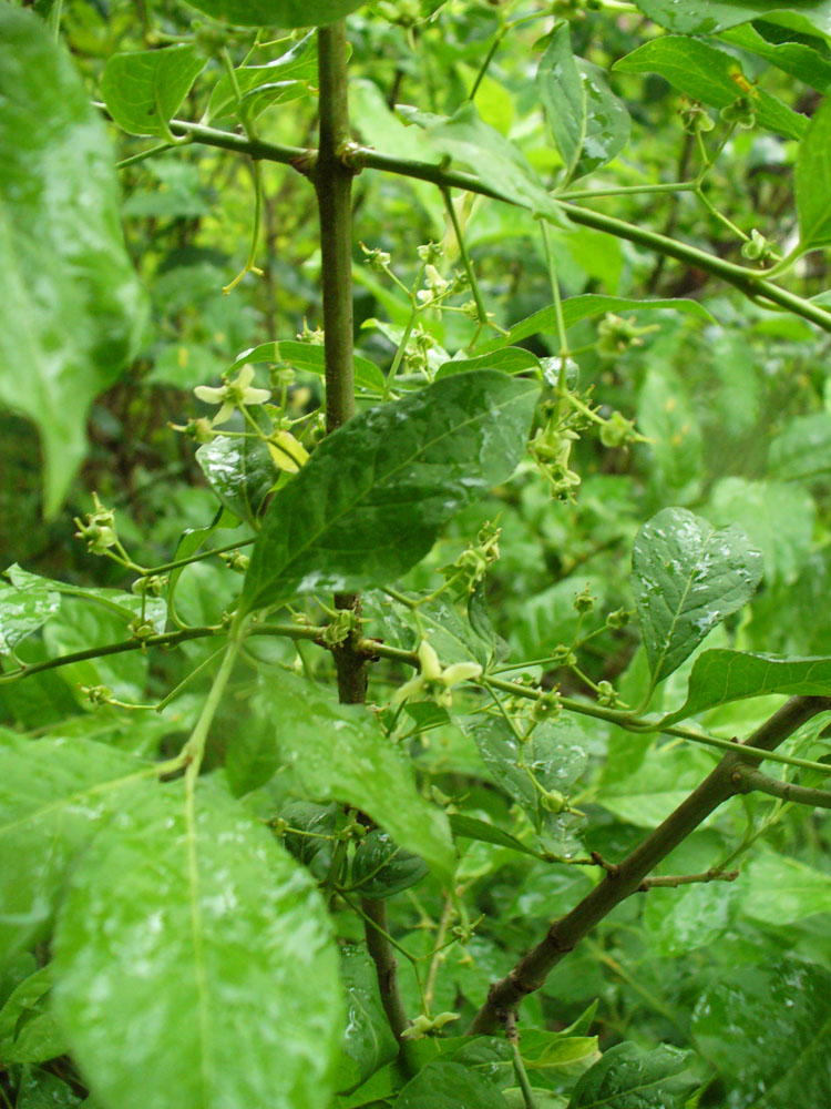 Изображение особи Euonymus europaeus.