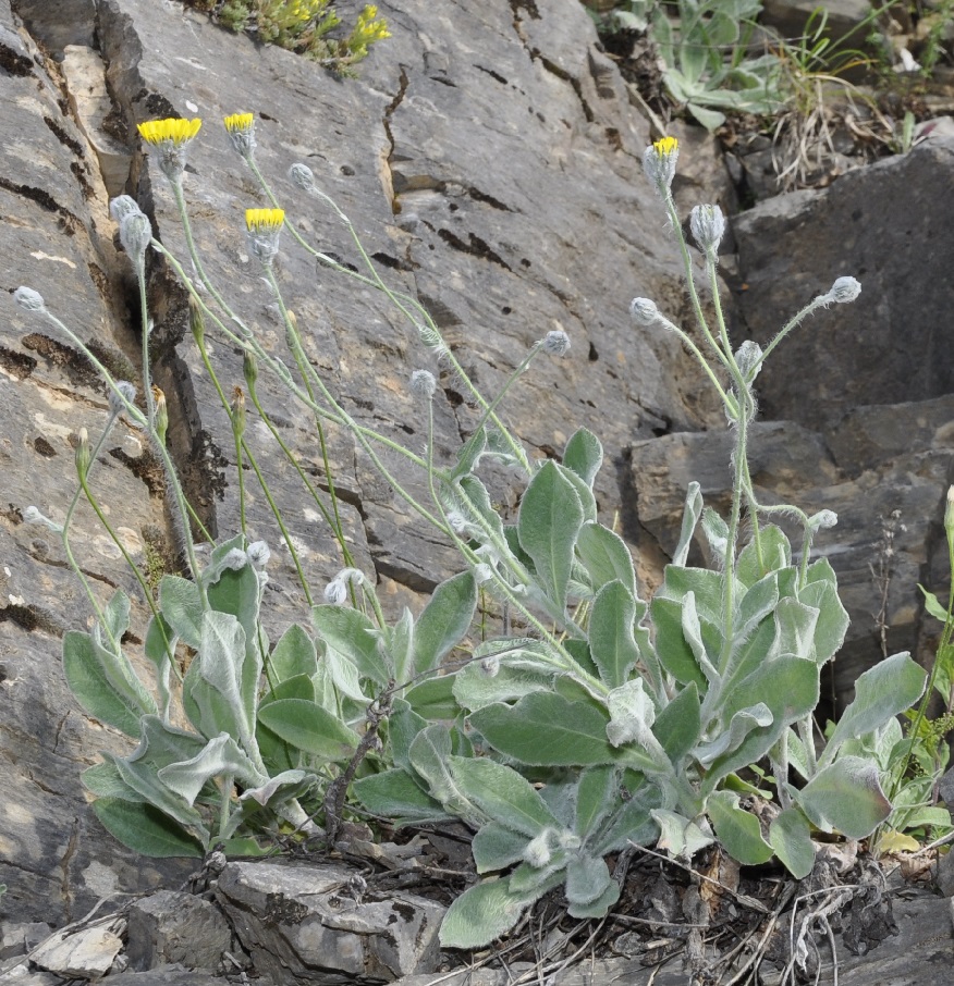 Изображение особи Hieracium pannosum.