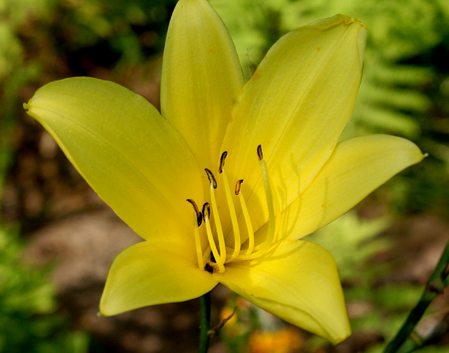 Изображение особи Hemerocallis minor.