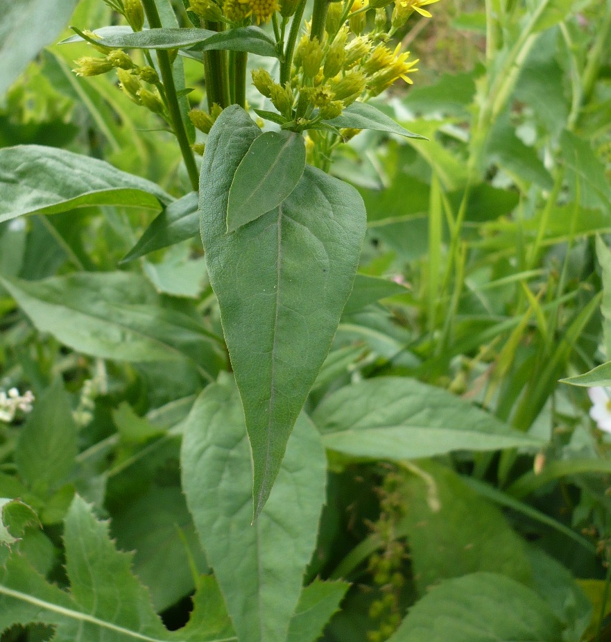 Изображение особи Solidago virgaurea.