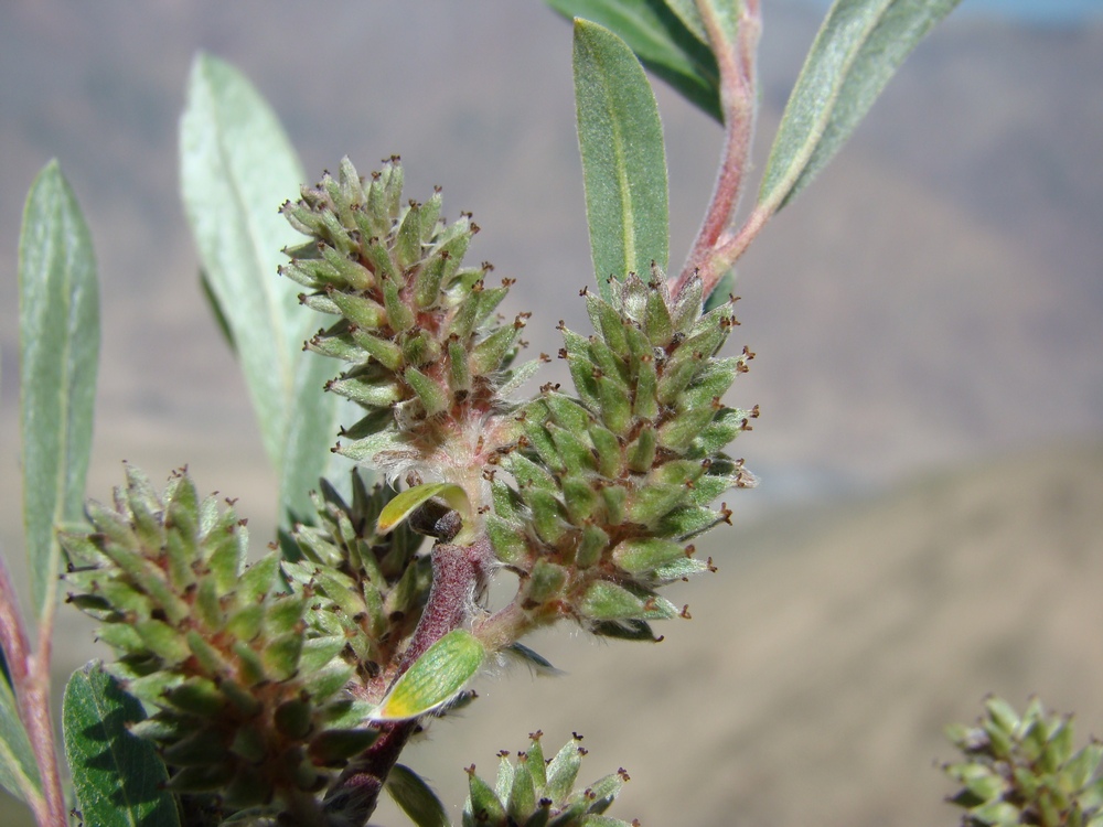 Image of Salix schugnanica specimen.