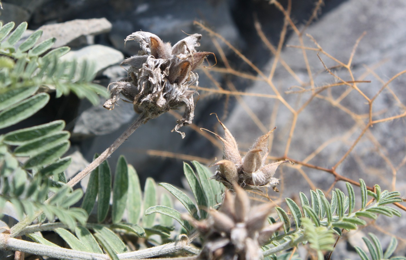 Image of Astragalus circassicus specimen.