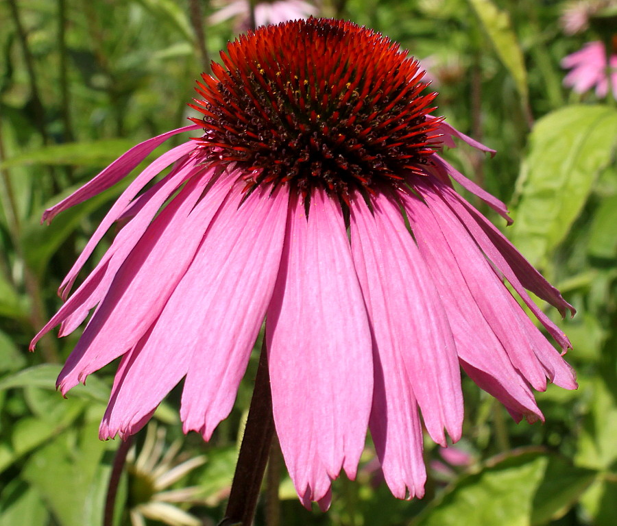 Изображение особи Echinacea purpurea.