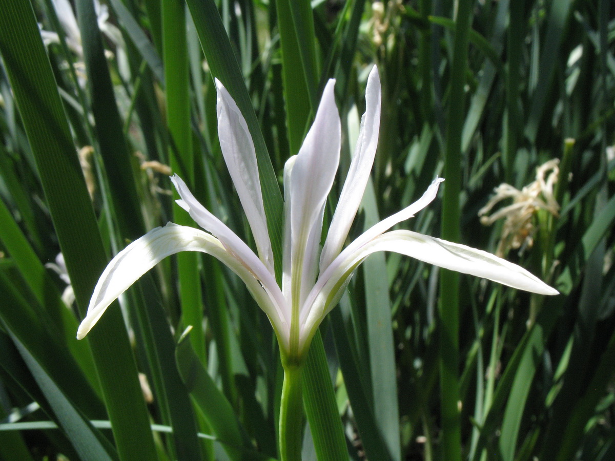 Image of Iris pallasii specimen.