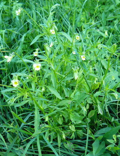 Image of Viola kitaibeliana specimen.