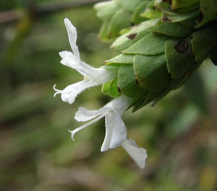 Image of Origanum vulgare ssp. viride specimen.