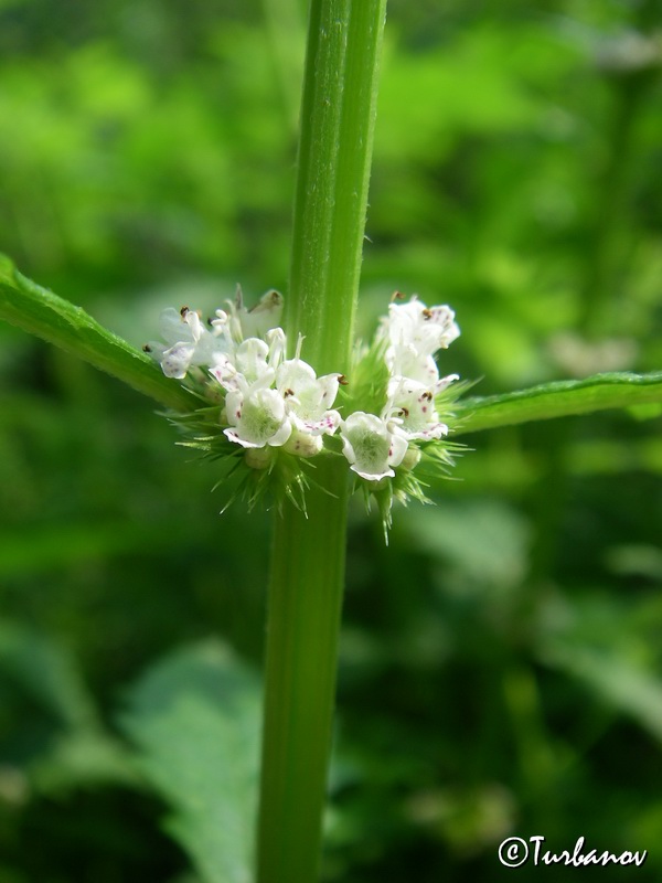 Изображение особи Lycopus europaeus.