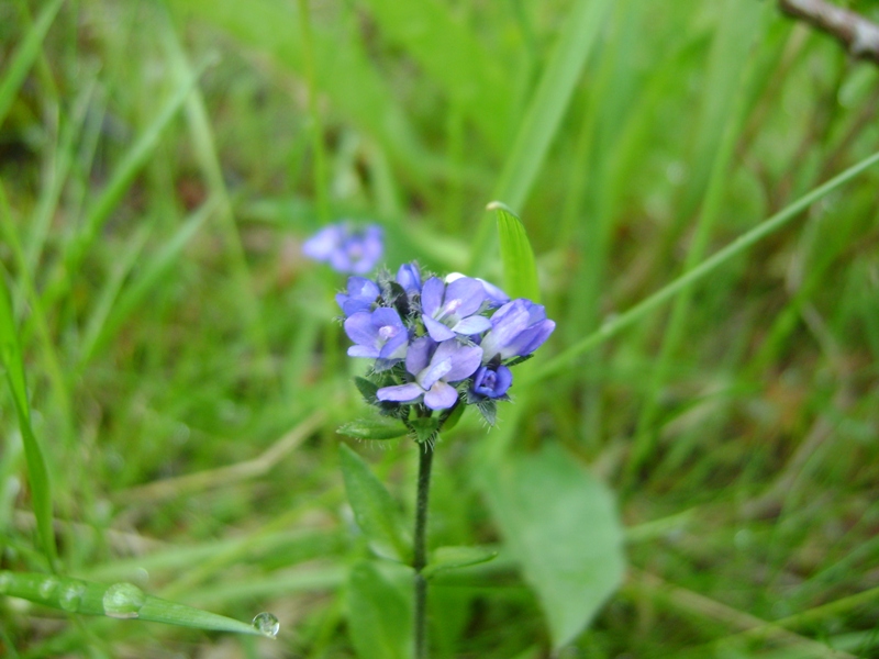 Image of Veronica alpina specimen.