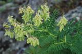 Astragalus membranaceus. Верхушка плодоносящего растения. Бурятия, плато п-ова Святой нос (выс. около 1800 м н.у.м.). 22.07.2009.