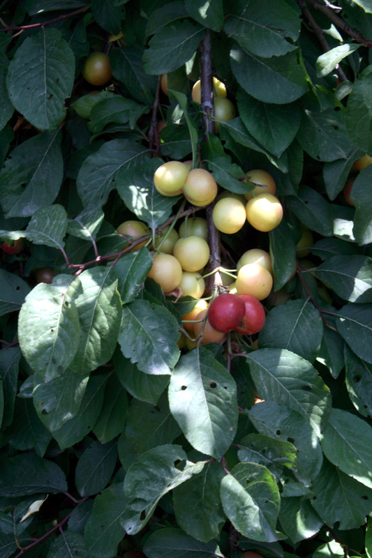 Image of Prunus cerasifera specimen.